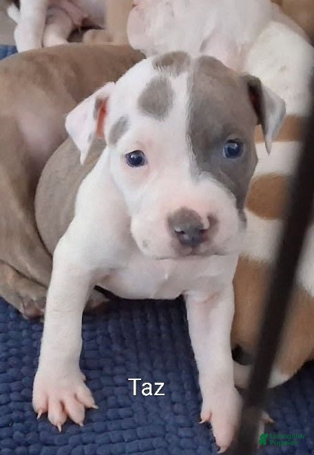 American Pit Bull Terrier dogs American Pit Bull Terrier 5 - Ad 8