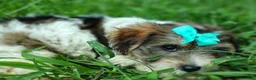 Yorkshire Terrier dogs for sale: Yorkshire Terrier 4 - Ad 4