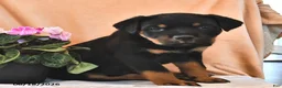 Rottweiler dogs for sale: Ginger - Ad 3