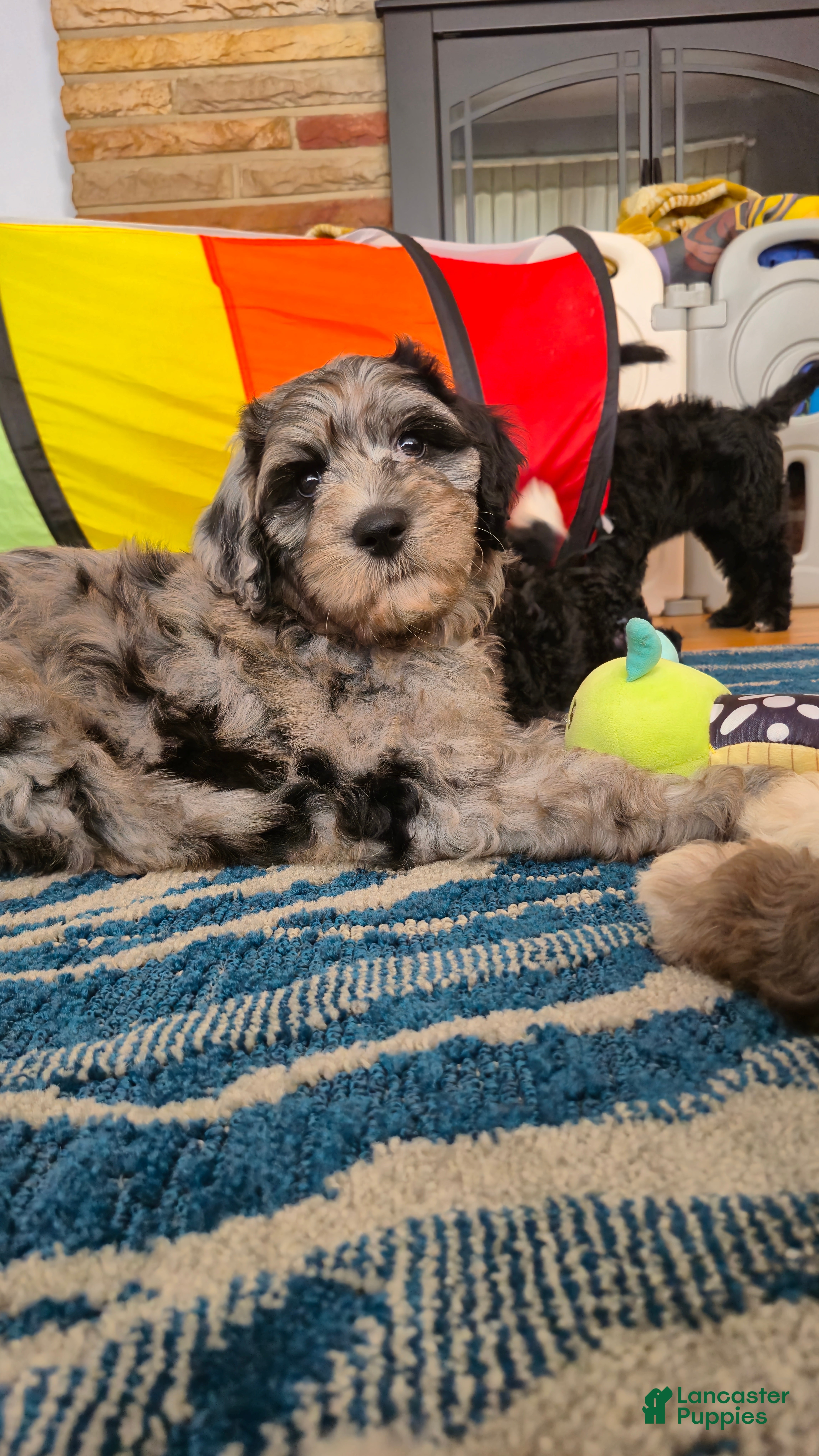 Mini Sheepadoodle dogs Artemis  - Ad 1
