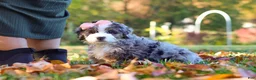 Mini Bernedoodle dogs for sale: Latte - Ad 4