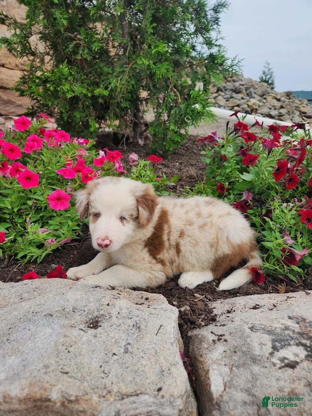 Border Collie dogs for sale: Jerry - Ad 2