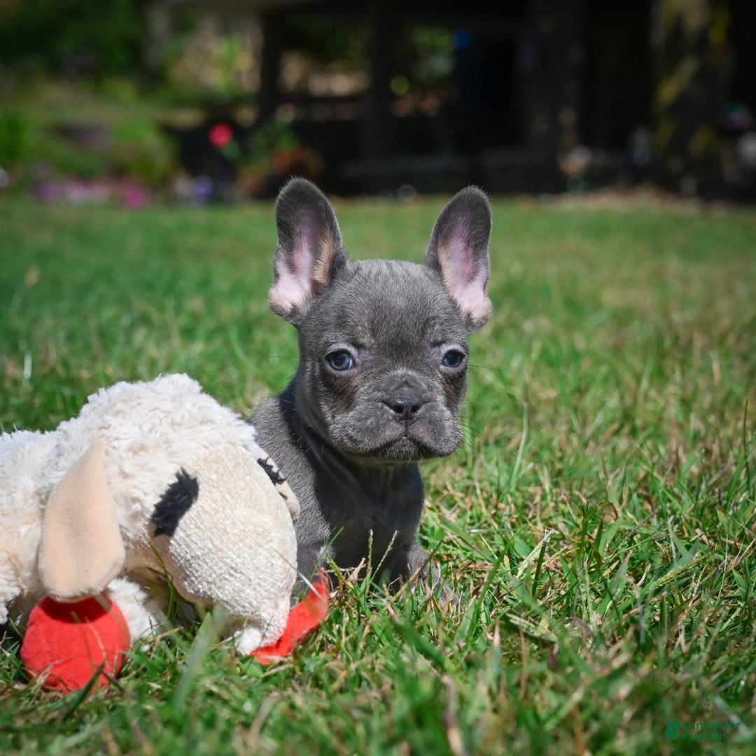 French Bulldog dogs for sale: Charlie - Ad 7