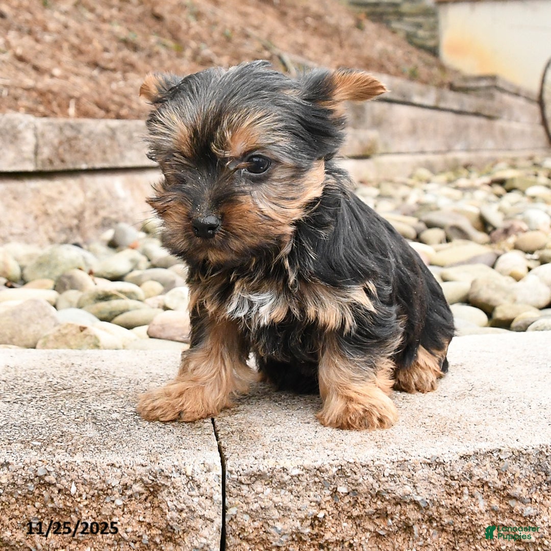 Yorkshire Terrier dogs for sale: Jasmine - Ad 1