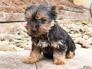 Yorkshire Terrier dogs Jasmine - Ad 25