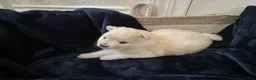 Pomeranian dogs for sale: Lace  - Ad 10