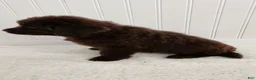 Newfoundland dogs for sale: Emma - Ad 6