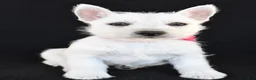 West Highland Terrier dogs for sale: Kenzie - Ad 5