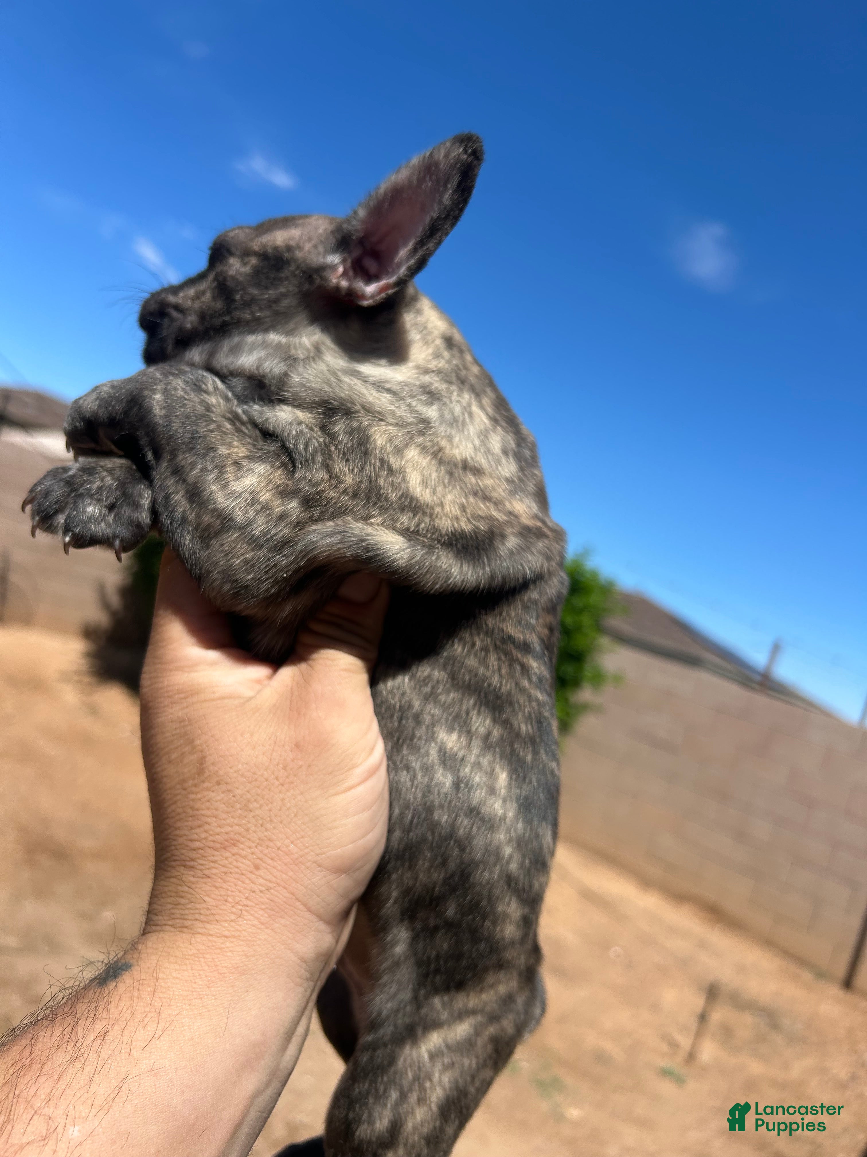 French Bulldog dogs French Bulldog Puppy 3 - Ad 35