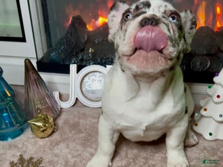 French Bulldog dogs CHAI - Ad 27