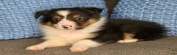 Shetland Sheepdog dogs for sale: Detroit  - Ad 6