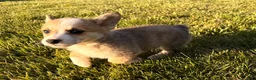 Welsh Corgi Pembroke dogs for sale: Mable - Ad 10