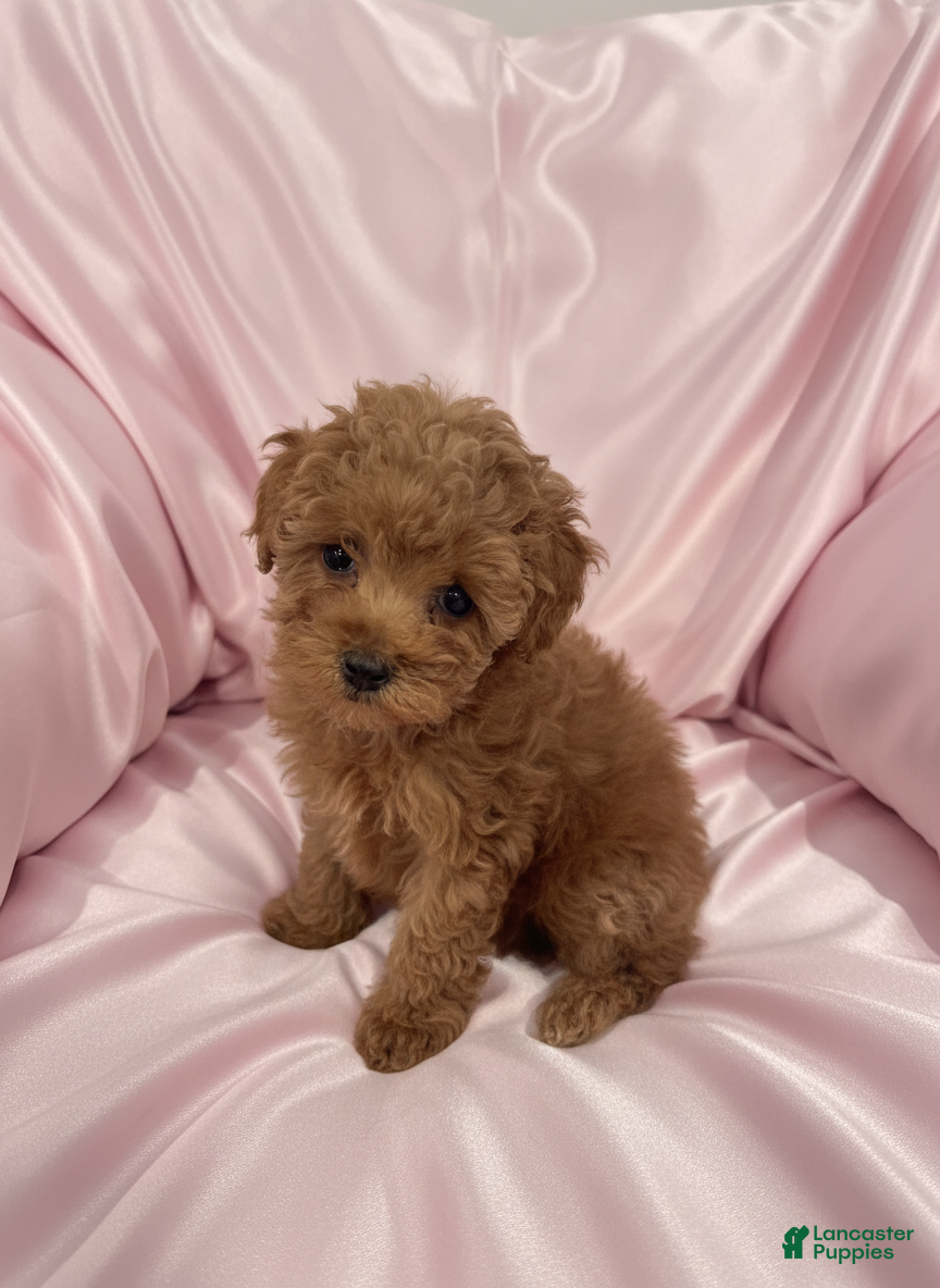 Toy Poodle dogs Katie - teacup/toy - Ad 19