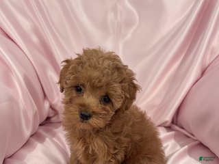Toy Poodle dogs Katie - teacup/toy - Ad 8