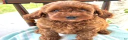 Miniature Poodle dogs for sale: Toffee - Ad 8
