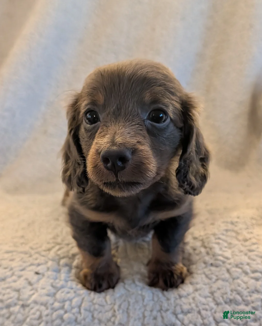 Miniature Dachshund dogs for sale: DAXX - Ad 2