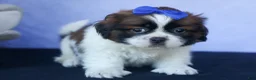 Shih Tzu dogs for sale: REX - Ad 13