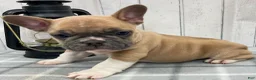 French Bulldog dogs for sale: Brennan French Bulldog Puppy  - Ad 3