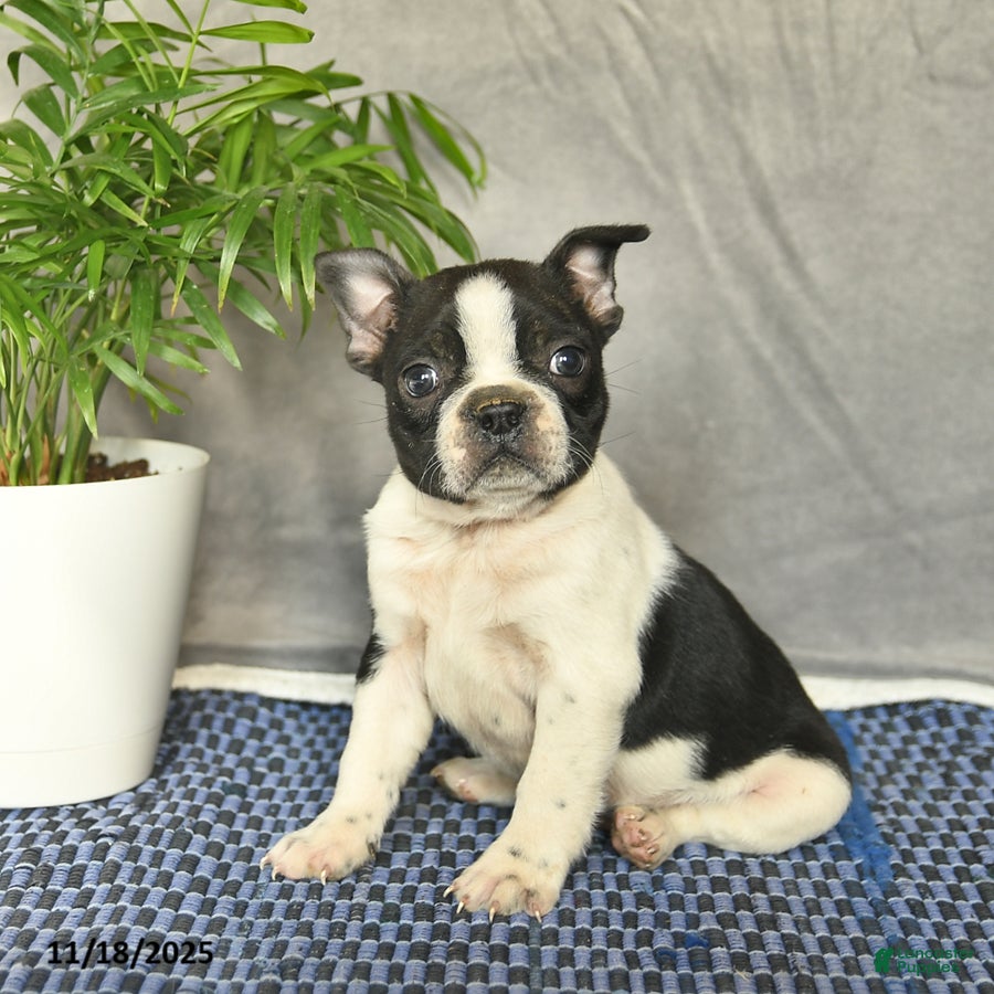 Boston Terrier dogs Pilot  - Ad 13