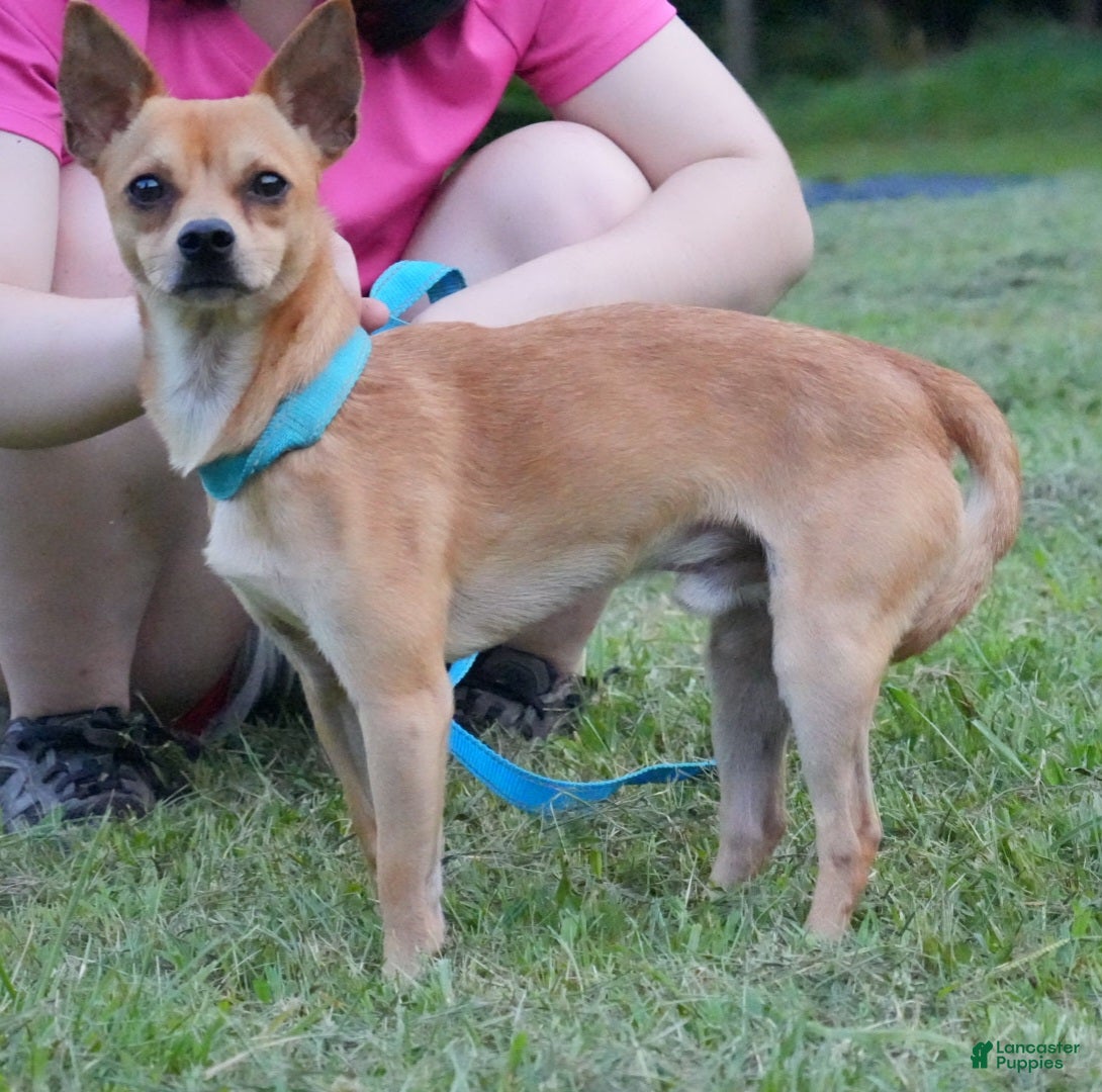 Chihuahua dogs Pablo - Ad 31