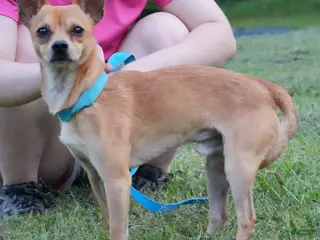 Chihuahua dogs Pablo - Ad 31