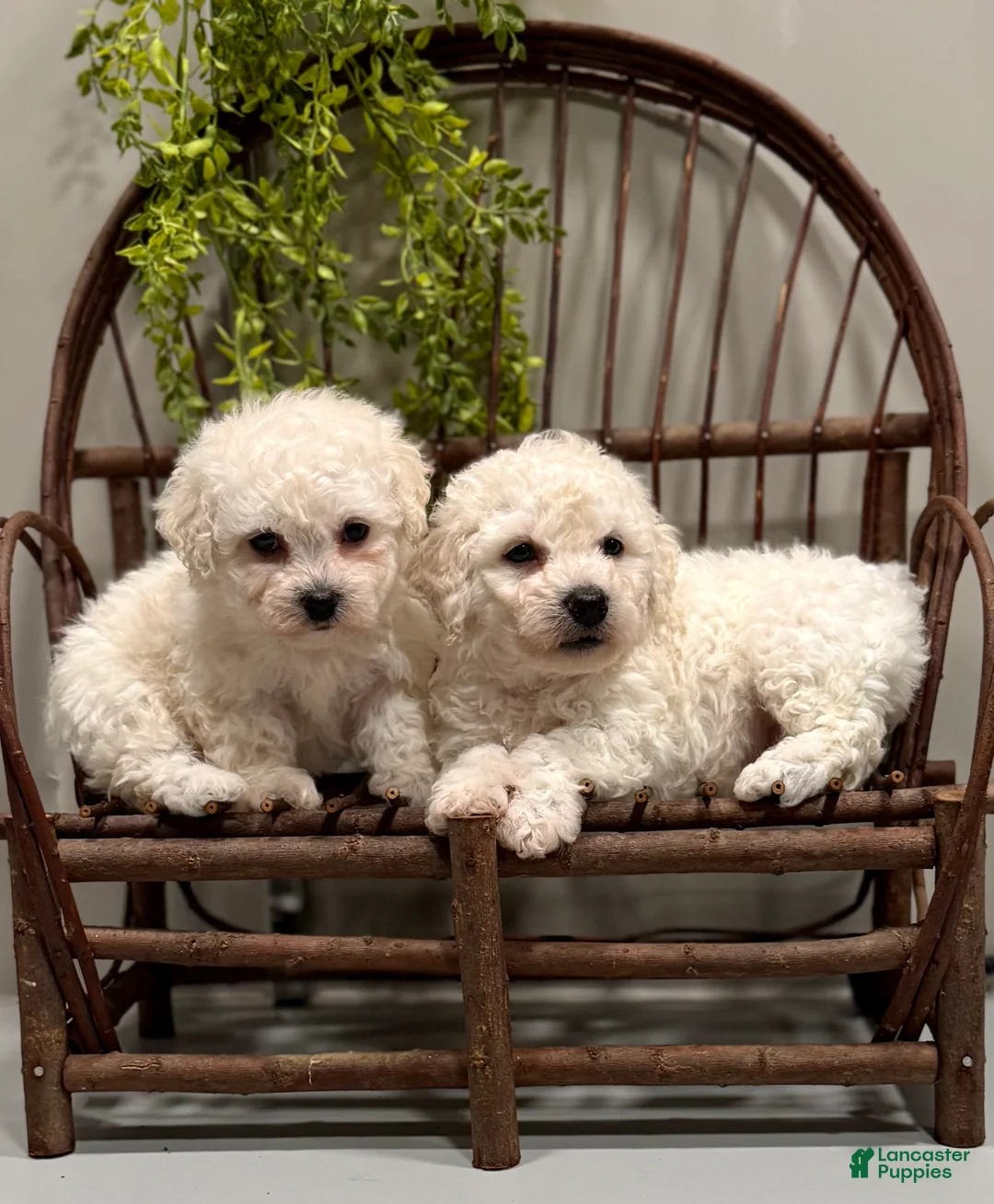 Bichon Frise dogs for sale: ACA Mickey - Ad 9