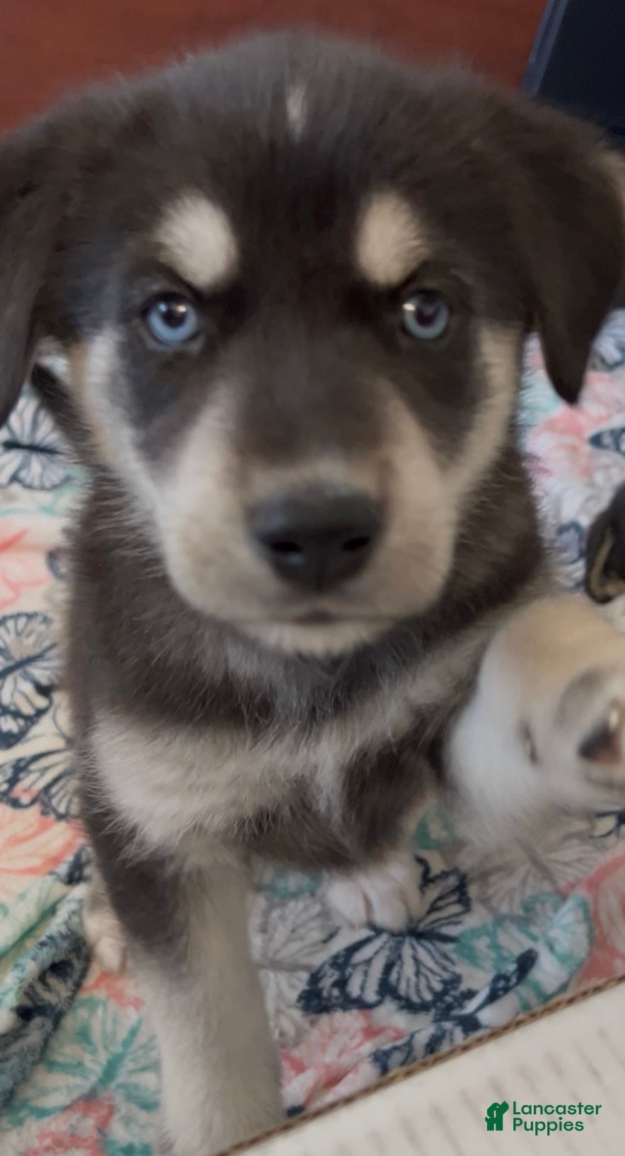 Goberian dogs Goberian Puppy 3 (Green) - Ad 16