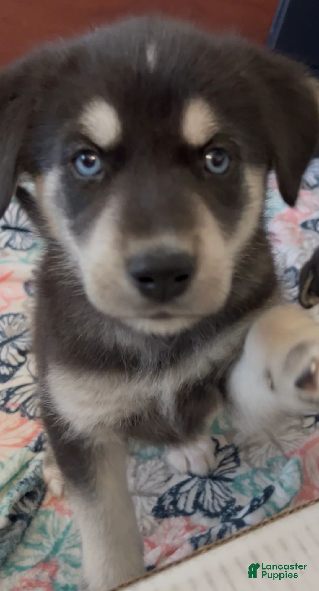 Goberian dogs for sale: Goberian Puppy 3 (Green) - Ad 1