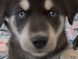 Goberian dogs Goberian Puppy 3 (Green) - Ad 16