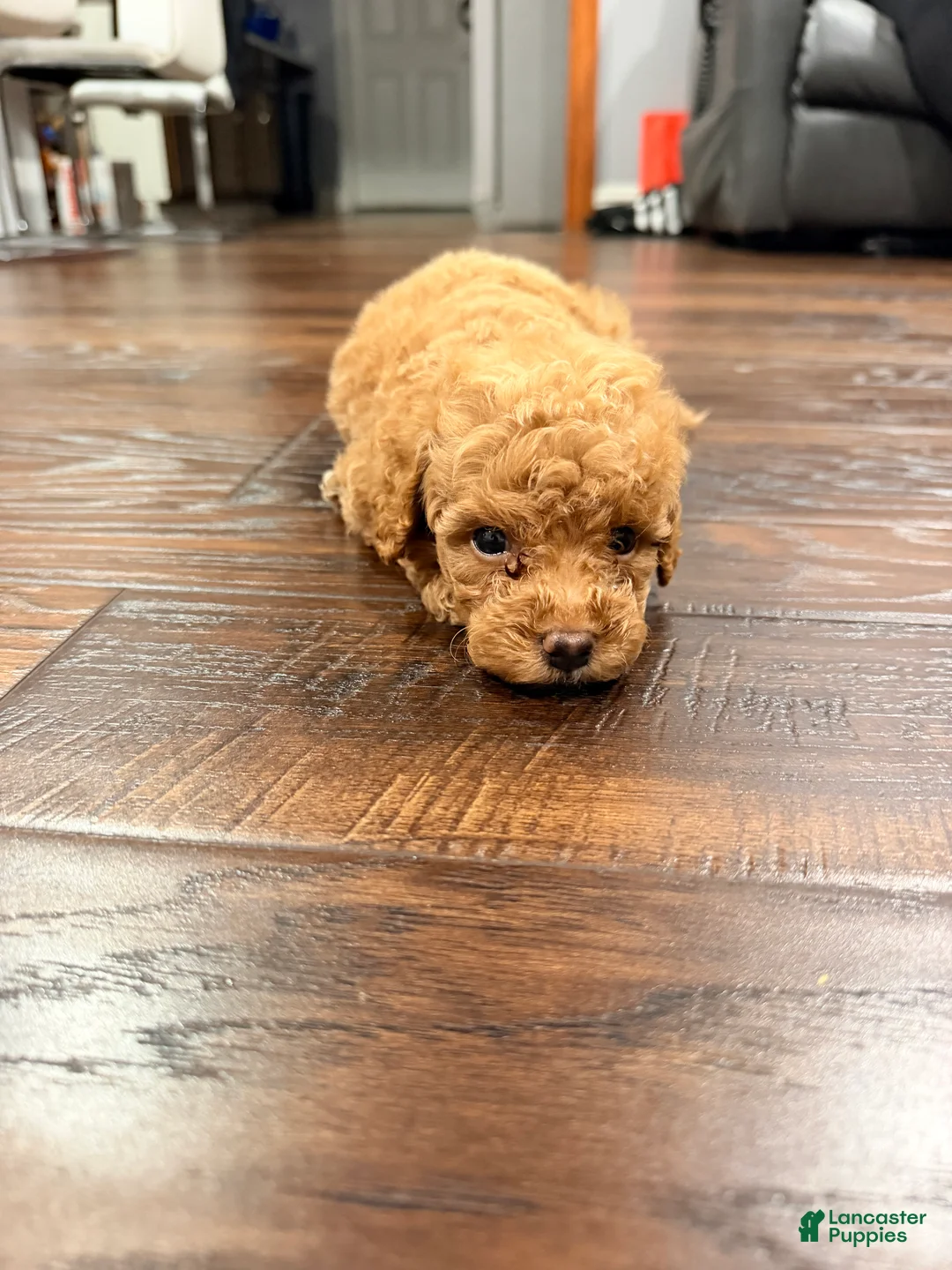 Irish Doodle dogs for sale: Olaf  - Ad 2