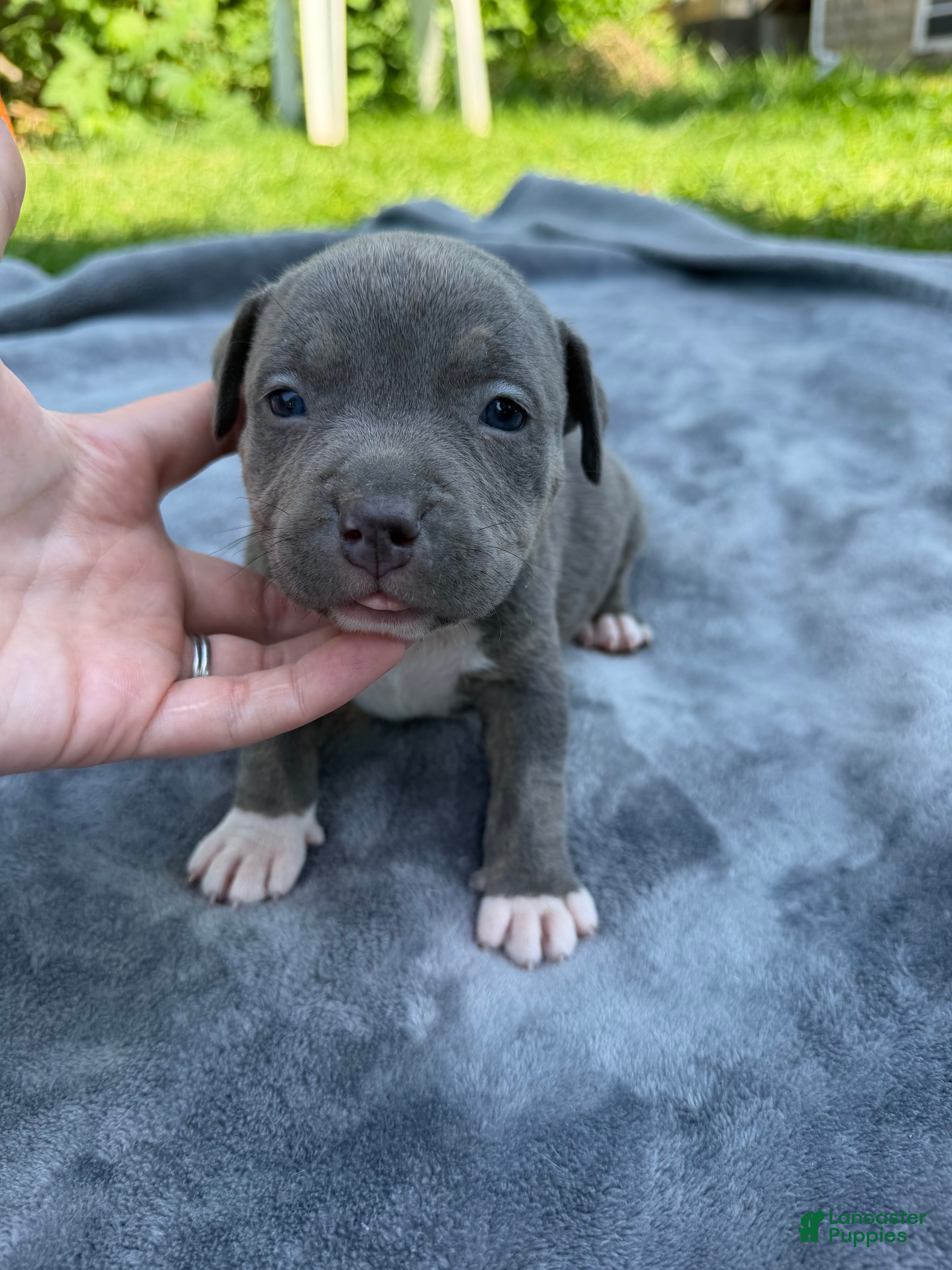 American Bully dogs Letty - Ad 2