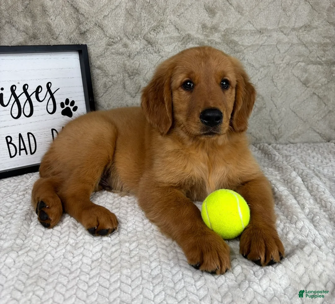 Golden Retriever dogs for sale: Ginger - Ad 4
