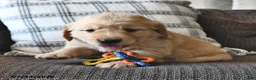 Mixed Breed dogs for sale: Toolie - Ad 4