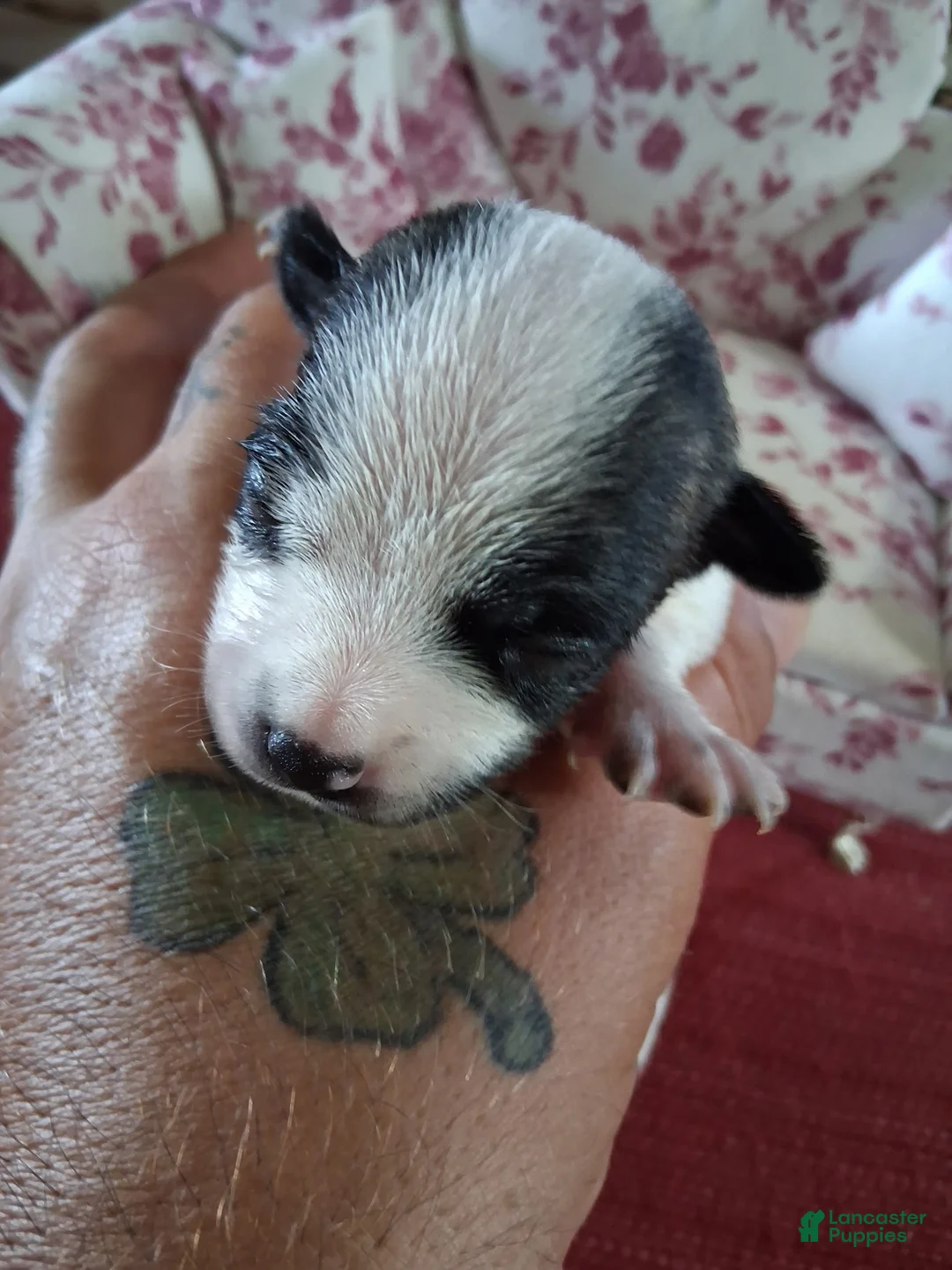 Chihuahua dogs for sale: Marina - Ad 1