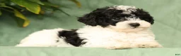 Havapoo dogs for sale: Taylor - Ad 5