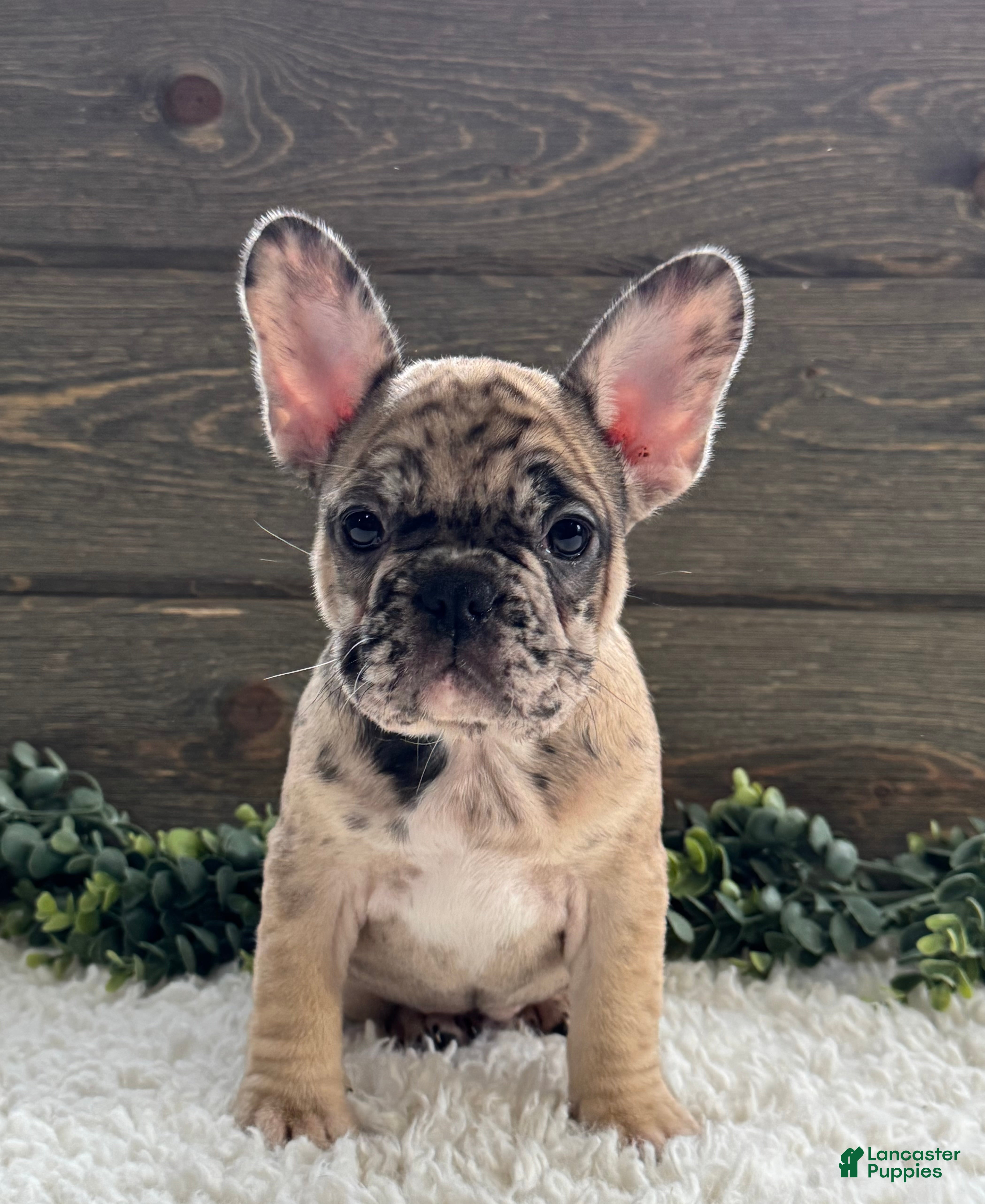 Mixed Breed dogs Lilac - Ad 1