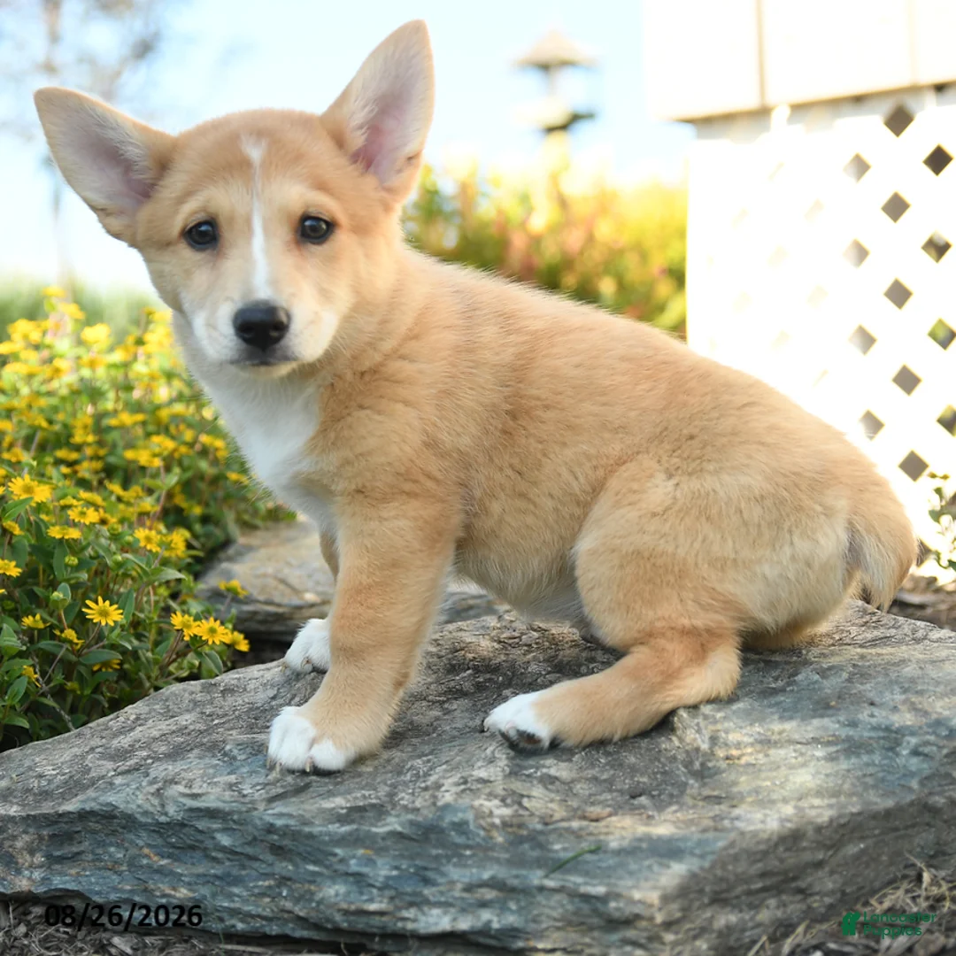 Welsh Corgi Pembroke dogs for sale: Claude - Ad 3