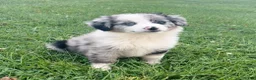 Australian Shepherd dogs for sale: Koda - Ad 3