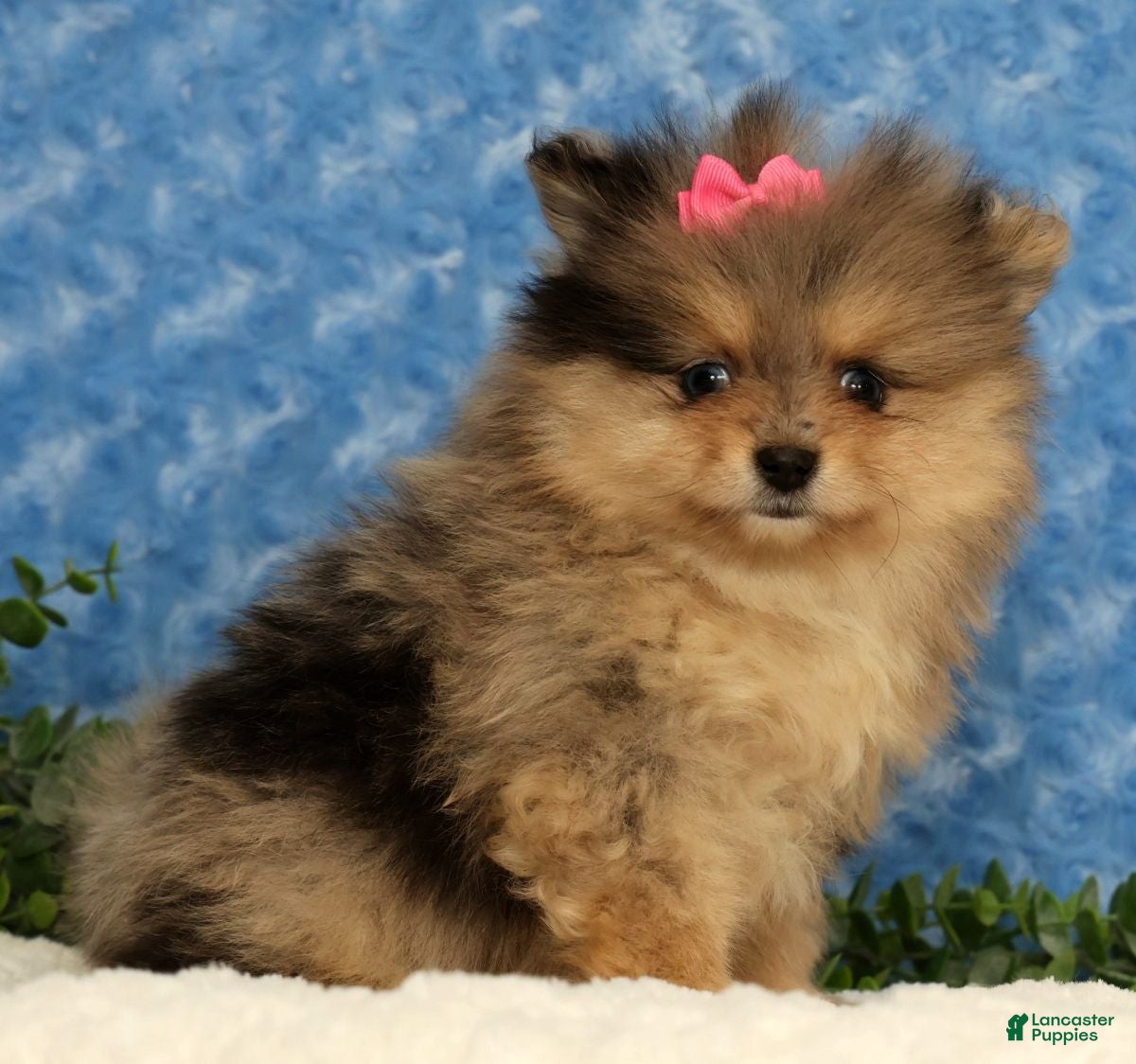 Pomeranian dogs for sale: Rose - Ad 9