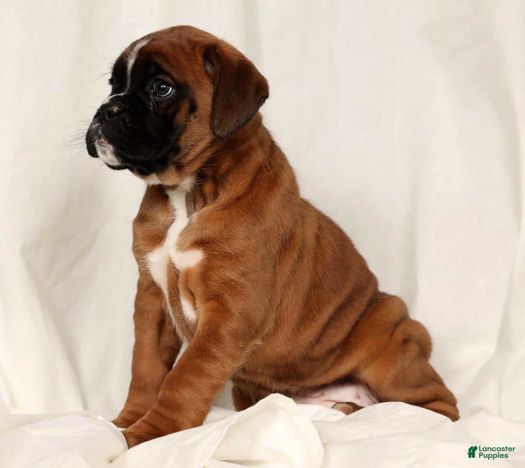 Boxer dogs for sale: Sophia - Ad 5