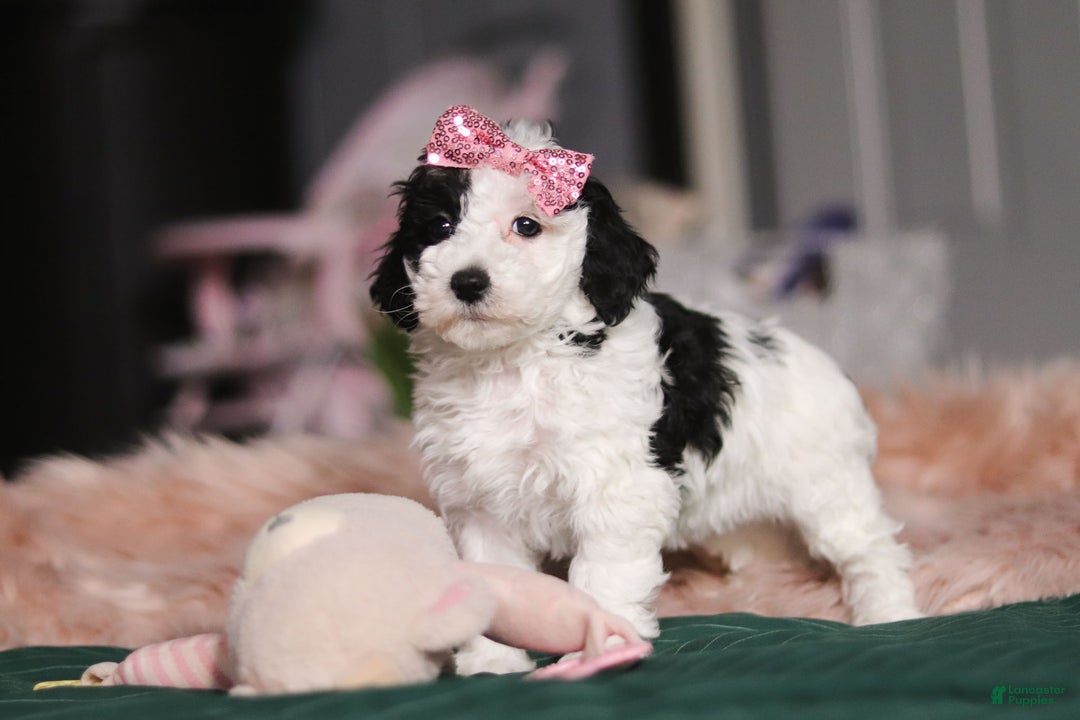 Miniature Poodle dogs for sale: Lilac - Ad 5