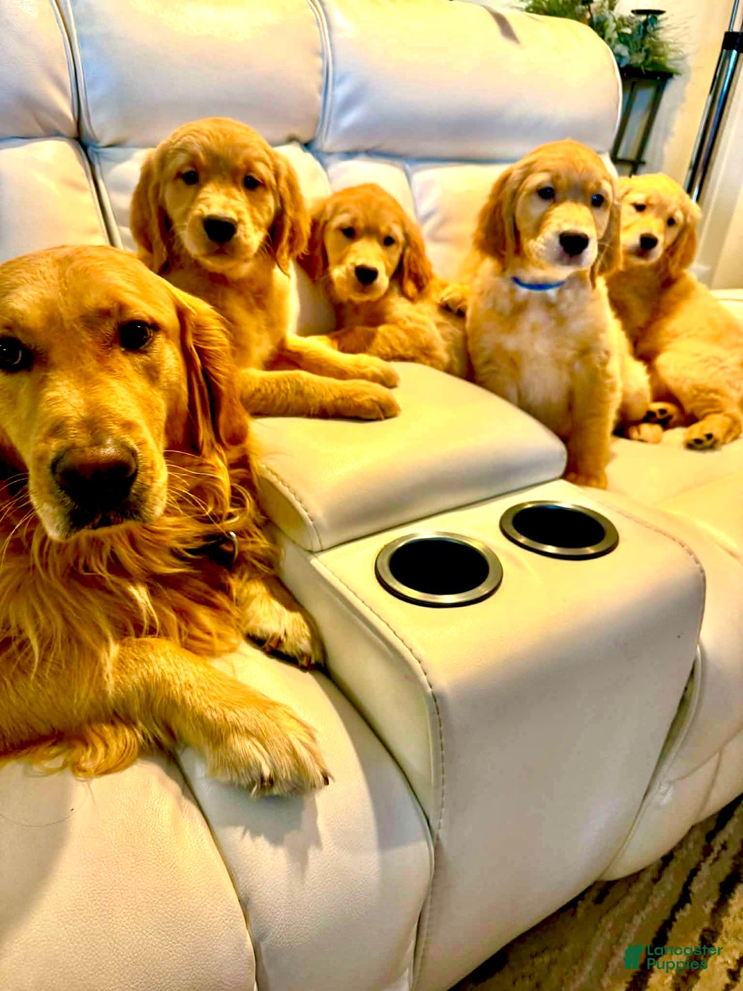 Golden Retriever dogs for sale: Golden Retriever Puppy 2 - Ad 3