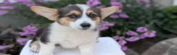 Welsh Corgi Pembroke dogs for sale: Lanie - Ad 7