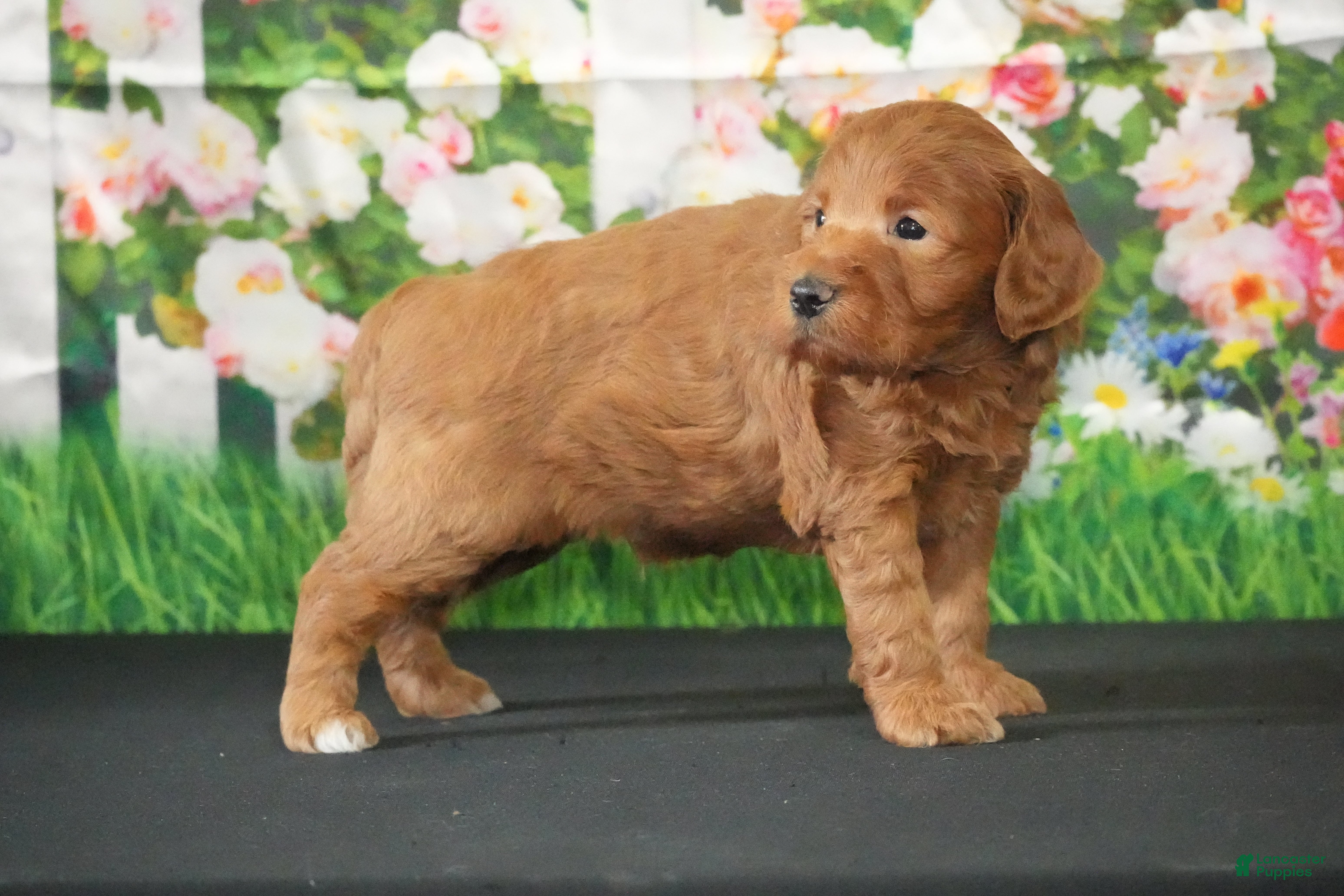 Mini Goldendoodle dogs Mini Goldendoodle Puppy 2 - Ad 36