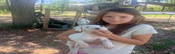 Dogo Argentino dogs for sale: Dogo Argentino Puppy 1 - Ad 29