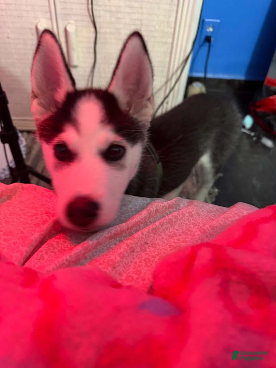 Siberian Husky dogs for sale: Siberian Husky Puppy 1 - Ad 2