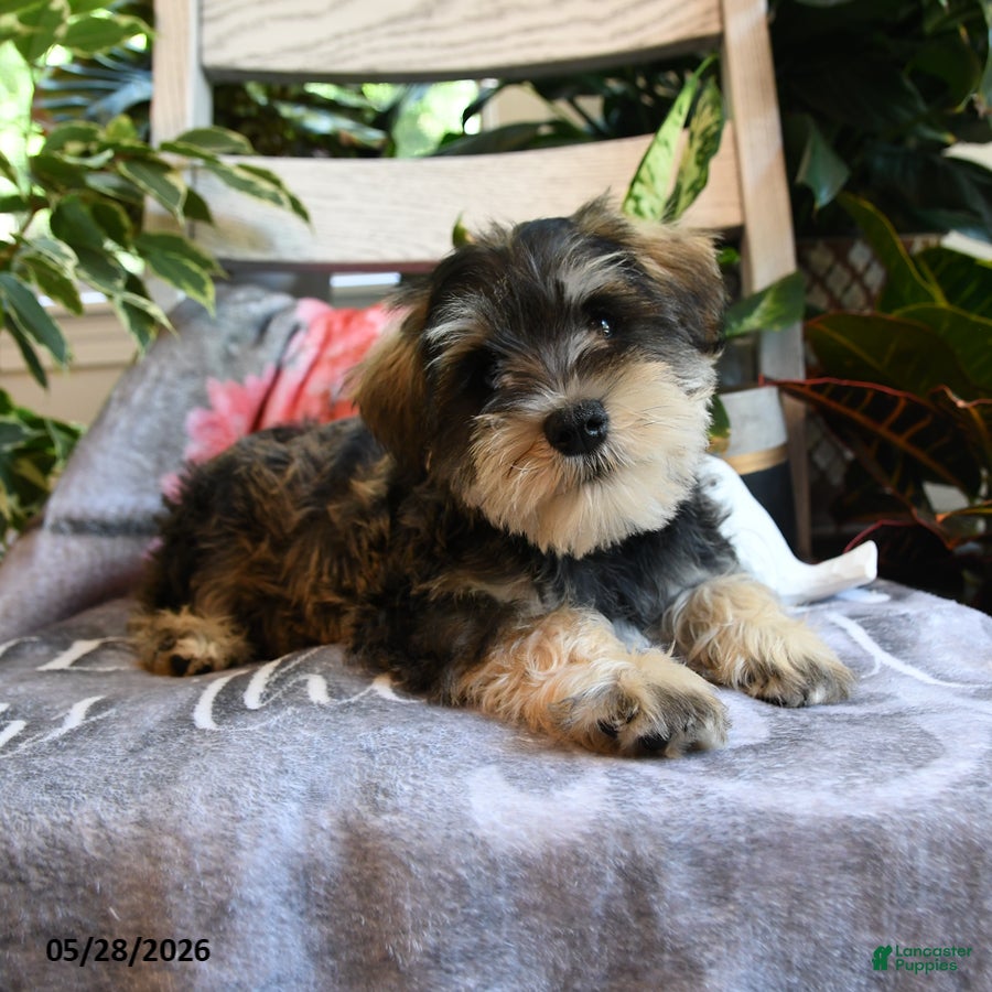 Miniature Schnauzer dogs Milo - Ad 2