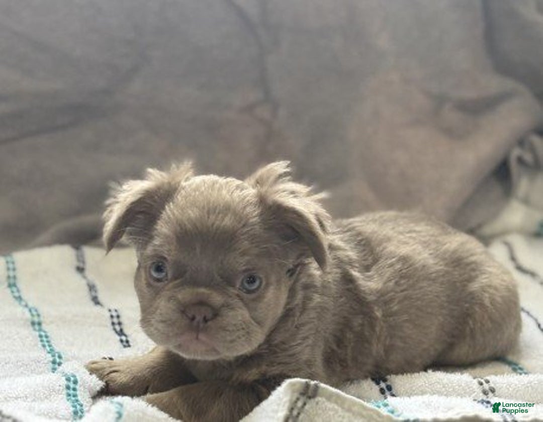 French Bulldog dogs for sale: Meet Foxy! French Bulldog Puppy  - Ad 2