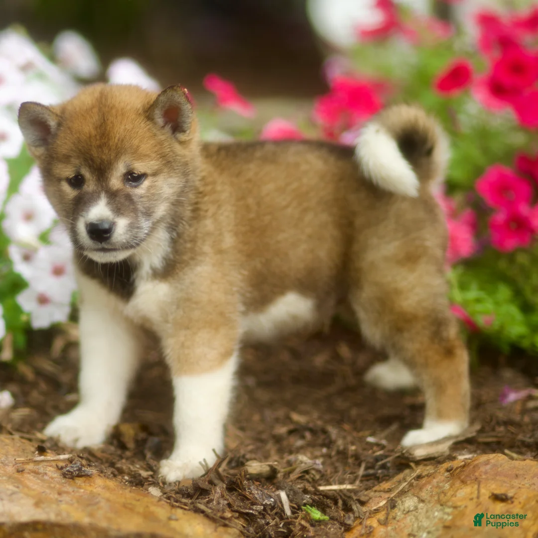 Shiba Inu dogs for sale: Leo - Ad 3
