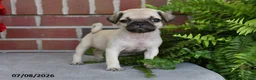 Puggle dogs for sale: Mocha - Ad 3